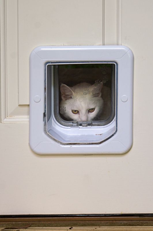 Specialized Pet Door Companies